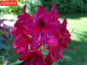 Zdjęcie wykonane Samsungiem Galaxy A8 - recenzja 90sekund.pl