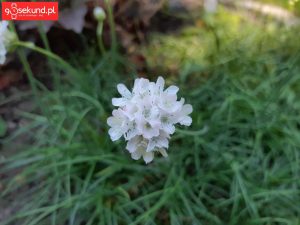 Zdjęcie wykonane Samsungiem Galaxy A8 - recenzja 90sekund.pl