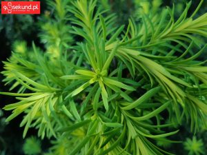 Zdjęcie wykonane Samsungiem Galaxy A8 - recenzja 90sekund.pl