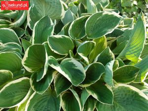 Zdjęcie wykonane Samsungiem Galaxy A8 - recenzja 90sekund.pl