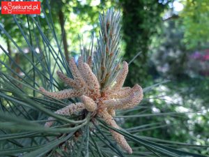 Zdjęcie wykonane Samsungiem Galaxy A8 - recenzja 90sekund.pl