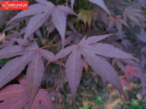 Zdjęcie wykonane Samsungiem Galaxy A8 - recenzja 90sekund.pl