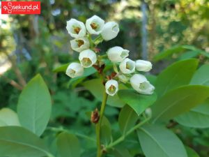 Zdjęcie wykonane Samsungiem Galaxy A8 - recenzja 90sekund.pl