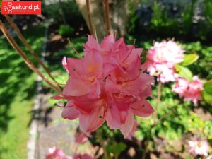 Zdjęcie wykonane Samsungiem Galaxy A8 - recenzja 90sekund.pl