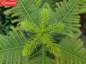 Zdjęcie wykonane Samsungiem Galaxy A8 - recenzja 90sekund.pl