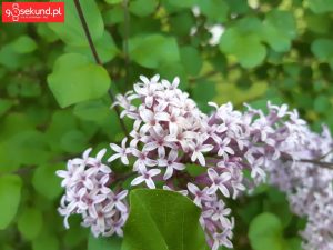 Zdjęcie wykonane Samsungiem Galaxy A8 - recenzja 90sekund.pl