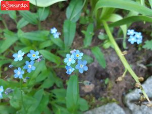 Zdjęcie wykonane Samsungiem Galaxy A8 - recenzja 90sekund.pl