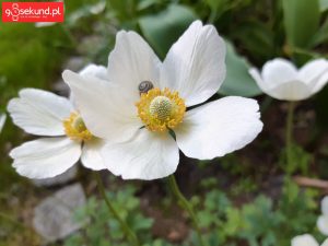 Zdjęcie wykonane Samsungiem Galaxy A8 - recenzja 90sekund.pl