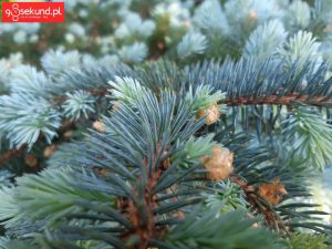 Zdjęcie wykonane Samsungiem Galaxy A8 - recenzja 90sekund.pl