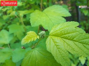 Zdjęcie wykonane Samsungiem Galaxy A8 - recenzja 90sekund.pl