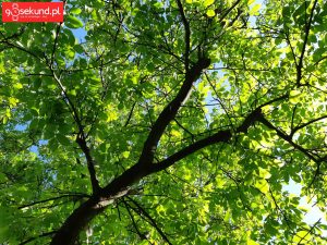 Zdjęcie wykonane Samsungiem Galaxy A8 - recenzja 90sekund.pl