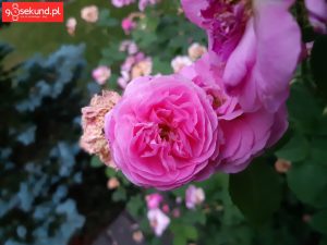 Zdjęcie wykonane Samsungiem Galaxy A8 - recenzja 90sekund.pl