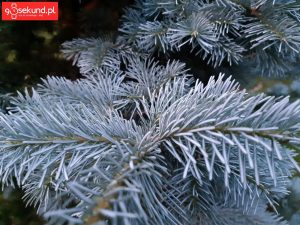 Zdjęcie wykonane Samsungiem Galaxy A8 - recenzja 90sekund.pl