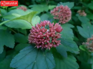 Zdjęcie wykonane Samsungiem Galaxy A8 - recenzja 90sekund.pl