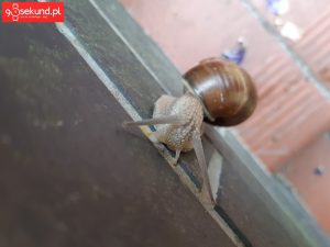 Zdjęcie wykonane Samsungiem Galaxy A8 - recenzja 90sekund.pl