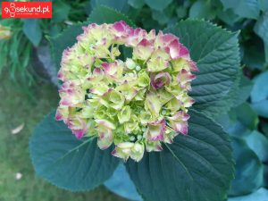 Zdjęcie wykonane Samsungiem Galaxy A8 - recenzja 90sekund.pl