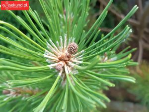 Zdjęcie wykonane Samsungiem Galaxy A8 - recenzja 90sekund.pl