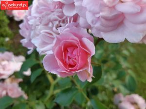 Zdjęcie wykonane Samsungiem Galaxy A8 - recenzja 90sekund.pl