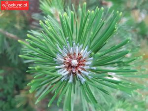 Zdjęcie wykonane Samsungiem Galaxy A8 - recenzja 90sekund.pl