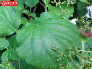 Zdjęcie wykonane Samsungiem Galaxy A8 - recenzja 90sekund.pl