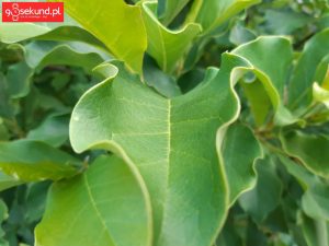 Zdjęcie wykonane Samsungiem Galaxy A8 - recenzja 90sekund.pl