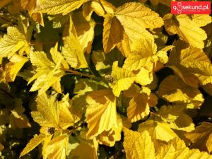 Zdjęcie wykonane tabletem Huawei MediaPad M5 (CMR-AL09) - recenzja 90sekund.pl