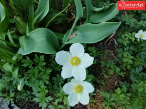 Zdjęcie wykonane tabletem Huawei MediaPad M5 (CMR-AL09) - recenzja 90sekund.pl