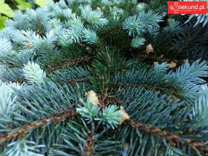 Zdjęcie wykonane tabletem Huawei MediaPad M5 (CMR-AL09) - recenzja 90sekund.pl