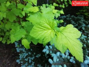 Zdjęcie wykonane tabletem Huawei MediaPad M5 (CMR-AL09) - recenzja 90sekund.pl