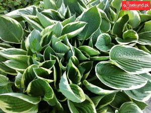 Zdjęcie wykonane tabletem Huawei MediaPad M5 (CMR-AL09) - recenzja 90sekund.pl