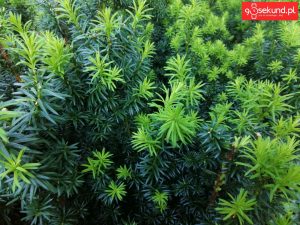 Zdjęcie wykonane tabletem Huawei MediaPad M5 (CMR-AL09) - recenzja 90sekund.pl