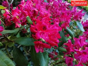 Zdjęcie wykonane tabletem Huawei MediaPad M5 (CMR-AL09) - recenzja 90sekund.pl