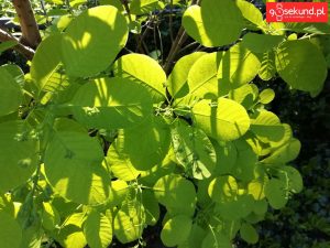 Zdjęcie wykonane tabletem Huawei MediaPad M5 (CMR-AL09) - recenzja 90sekund.pl