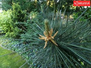 Zdjęcie wykonane tabletem Huawei MediaPad M5 (CMR-AL09) - recenzja 90sekund.pl