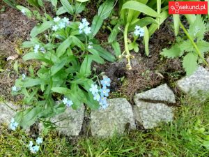 Zdjęcie wykonane tabletem Huawei MediaPad M5 (CMR-AL09) - recenzja 90sekund.pl