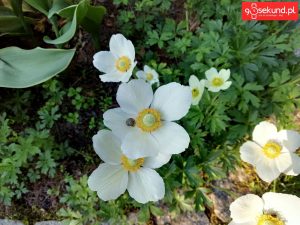 Zdjęcie wykonane tabletem Huawei MediaPad M5 (CMR-AL09) - recenzja 90sekund.pl