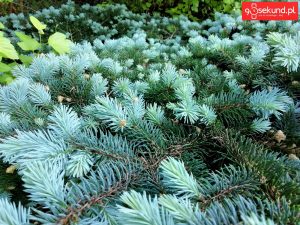 Zdjęcie wykonane tabletem Huawei MediaPad M5 (CMR-AL09) - recenzja 90sekund.pl