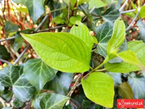 Zdjęcie wykonane smartfonem TP-Link Neffos C7 - recenzja 90sekund.pl