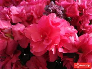 Zdjęcie wykonane smartfonem TP-Link Neffos C7 - recenzja 90sekund.pl