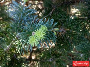 Zdjęcie wykonane smartfonem TP-Link Neffos C7 - recenzja 90sekund.pl