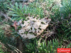 Zdjęcie wykonane smartfonem TP-Link Neffos C7 - recenzja 90sekund.pl