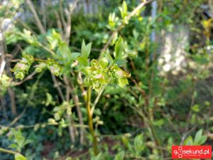 Zdjęcie wykonane smartfonem TP-Link Neffos C7 - recenzja 90sekund.pl