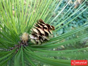 Zdjęcie wykonane smartfonem TP-Link Neffos C7 - recenzja 90sekund.pl