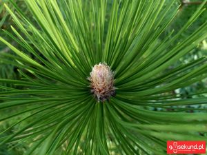 Zdjęcie wykonane smartfonem TP-Link Neffos C7 - recenzja 90sekund.pl