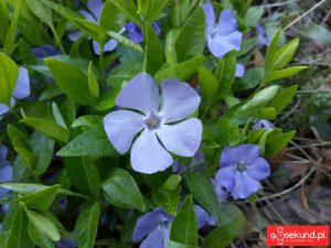 Zdjęcie wykonane smartfonem TP-Link Neffos C7 - recenzja 90sekund.pl