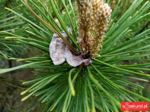 Zdjęcie wykonane smartfonem TP-Link Neffos C7 - recenzja 90sekund.pl