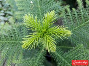 Zdjęcie wykonane smartfonem TP-Link Neffos C7 - recenzja 90sekund.pl