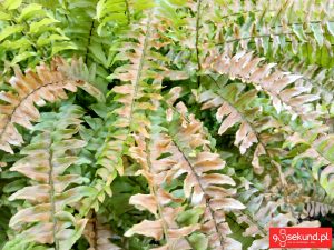 Zdjęcie wykonane smartfonem TP-Link Neffos C7 - recenzja 90sekund.pl