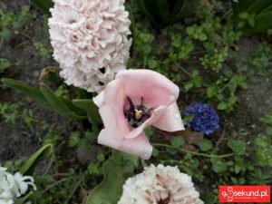 Zdjęcie wykonane smartfonem TP-Link Neffos C7 - recenzja 90sekund.pl