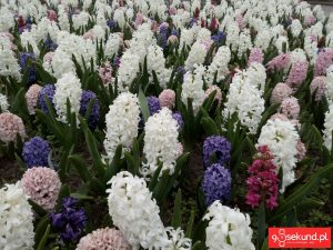 Zdjęcie wykonane smartfonem TP-Link Neffos C7 - recenzja 90sekund.pl